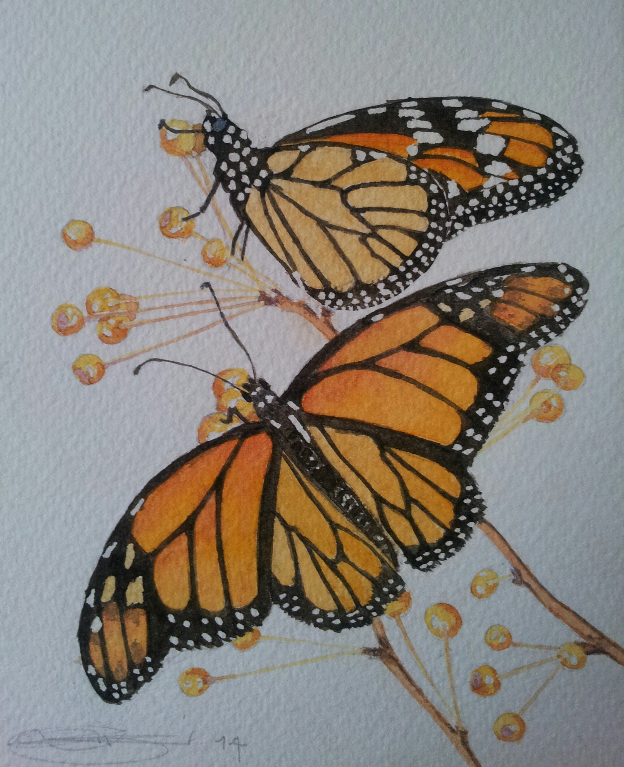 Close Up Of Fine Art Watercolour of Monarch Butterflies By Darren Graham of Ephraim Art Studio