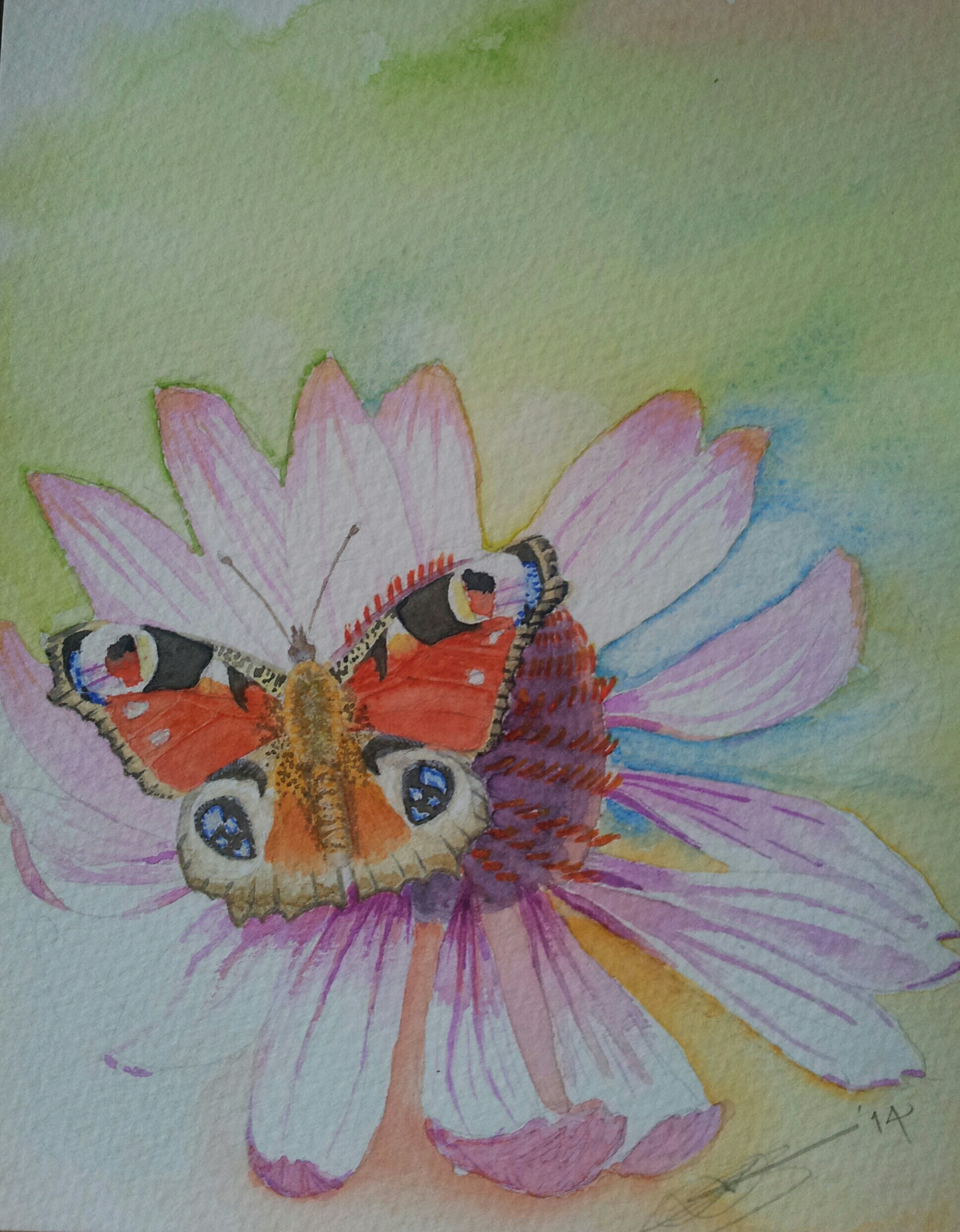 Close Up Of Fine Art Watercolour of A Peacock Butterfly By Darren Graham of Ephraim Art Studio